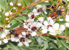 Castiarina erythroptera