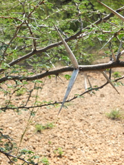 Vachellia horrida