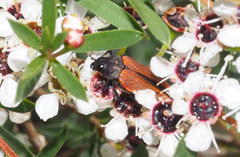 Castiarina erythroptera