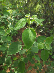 Acalypha capitata