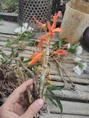 Dendrobium unicum