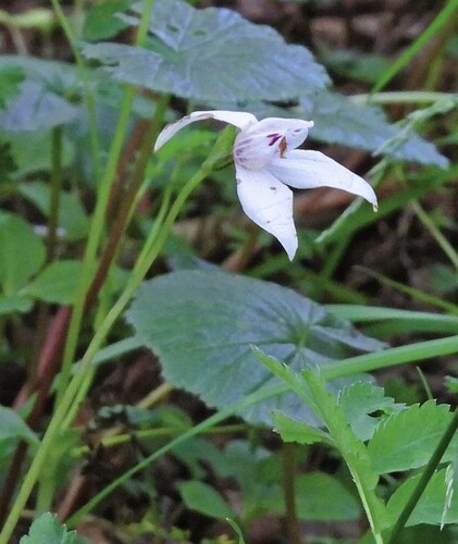 Dog orchid (Codonorchis lessonii)