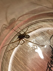 Steatoda grossa