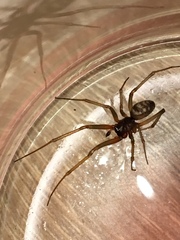 Steatoda grossa