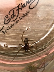Steatoda grossa