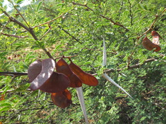 Vachellia horrida