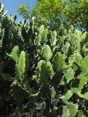 Euphorbia antiquorum