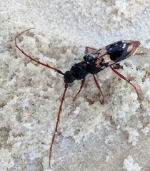 Phoracantha