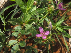 Cleome felina