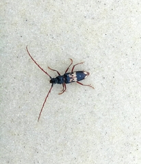 Phoracantha
