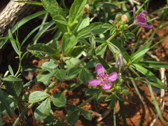 Cleome felina
