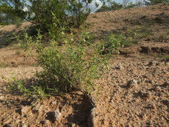Zygophyllum indicum