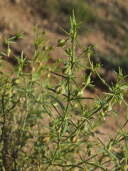Zygophyllum indicum