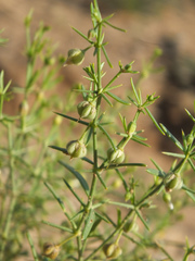 Zygophyllum indicum