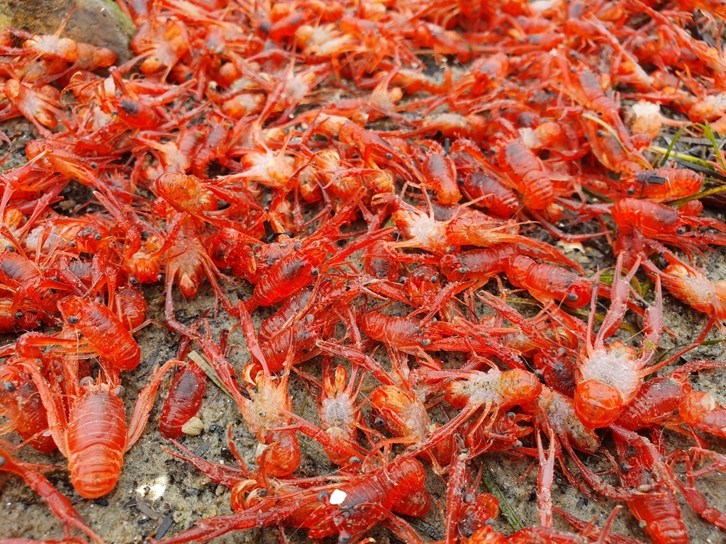 Channel Squat Lobster