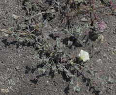 Calystegia malacophylla malacophylla