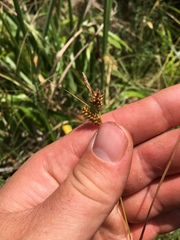 Carex punctata