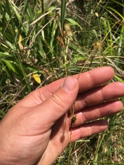 Carex punctata