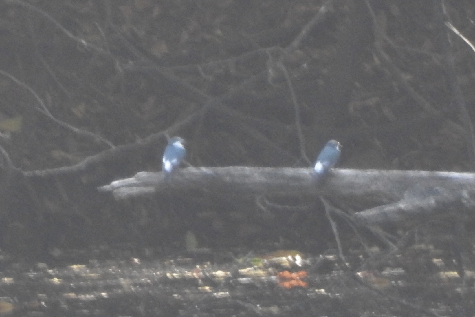 Mangrove Swallow (Tachycineta albilinea), photo 8