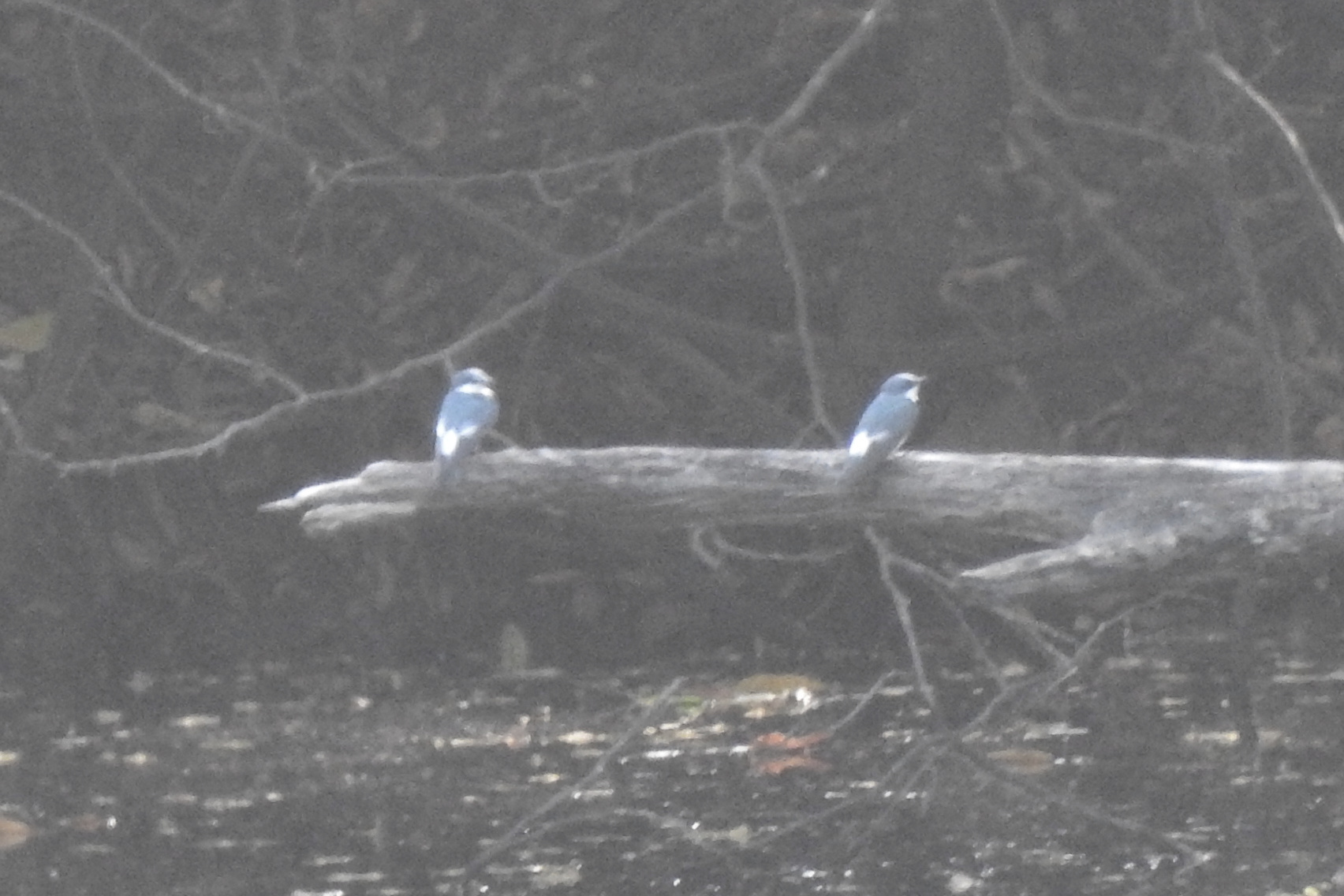 Mangrove Swallow (Tachycineta albilinea), photo 7