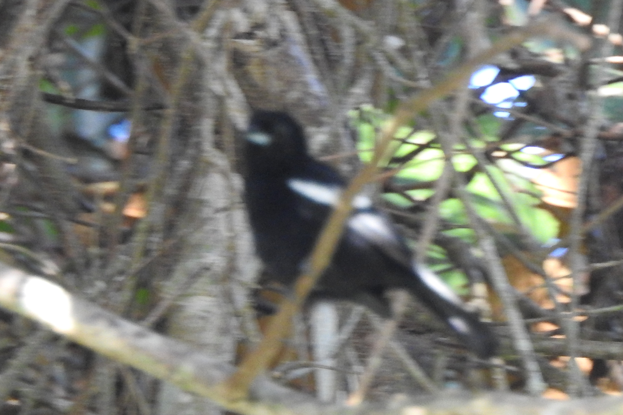 White-shouldered Tanager (Loriotus luctuosus), photo 6