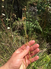 Carex punctata