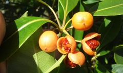 Pittosporum undulatum