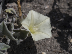 Calystegia malacophylla malacophylla