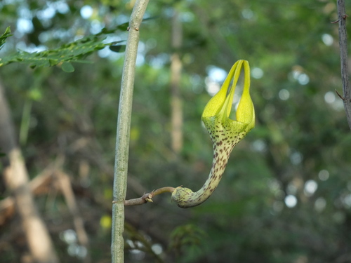 Ceropegia juncea