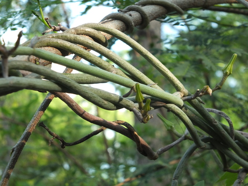 Ceropegia juncea