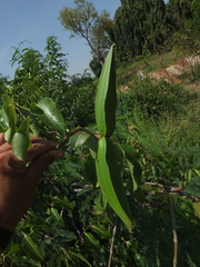 Cryptostegia grandiflora