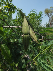 Cryptostegia grandiflora