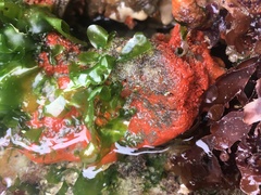 Hymeniacidon perlevis