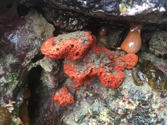 Hymeniacidon perlevis