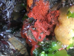 Hymeniacidon perlevis