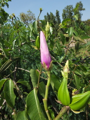 Cryptostegia grandiflora