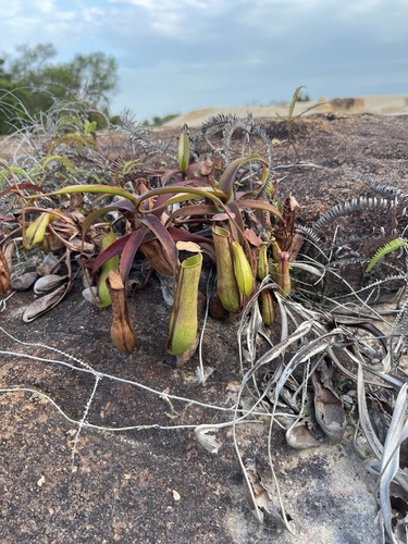 Nepenthes gracilis