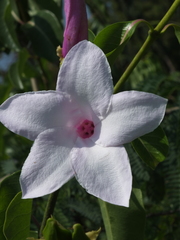 Cryptostegia grandiflora