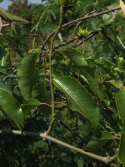 Cryptostegia grandiflora
