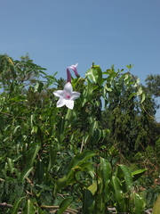 Cryptostegia grandiflora