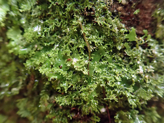 Pseudocyphellaria multifida
