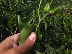 Cryptostegia grandiflora