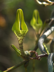 Ceropegia juncea
