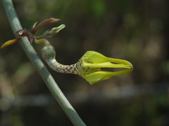 Ceropegia juncea