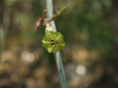 Ceropegia juncea