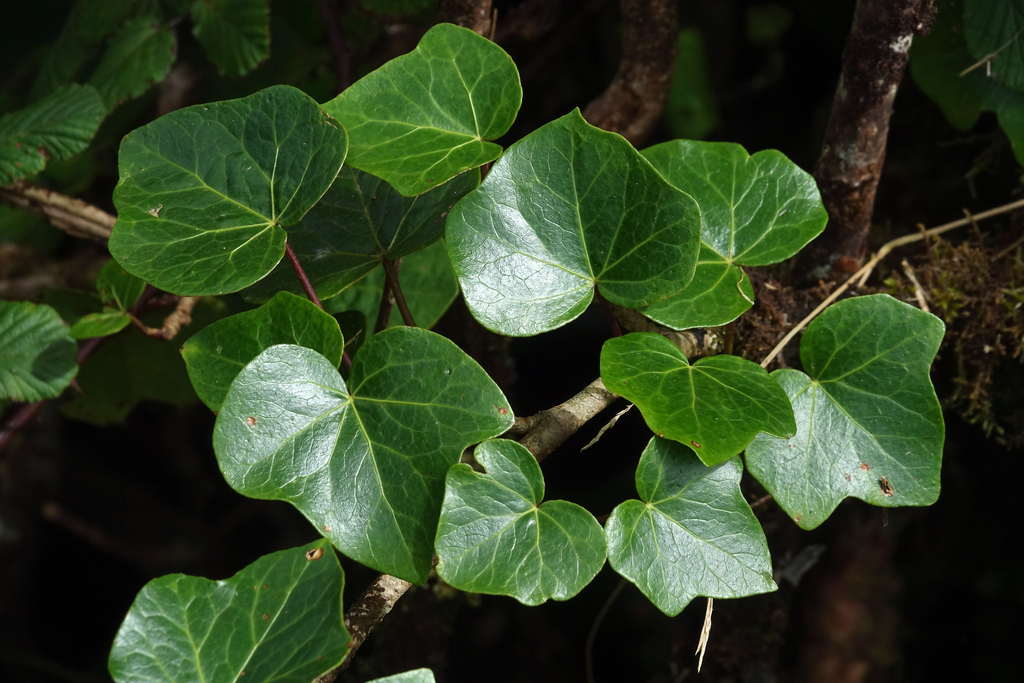 Azores Ivy (Hedera azorica)  iNaturalist