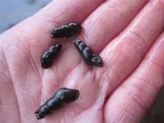 Juga plicifera
