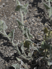 Calystegia malacophylla malacophylla