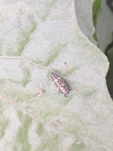 Six-spotted Zigzag Ladybird
