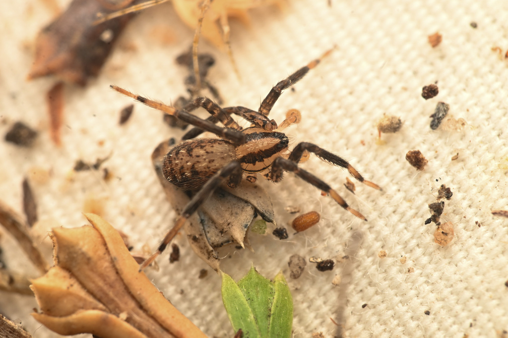 Western False Wolf Spider